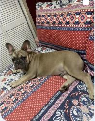 Lost Male Dog last seen 268i134, Homestead, FL 33032