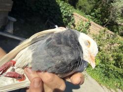 Found/Stray Unknown Bird last seen Yale and inspiration ln, River Oaks, TX 76114