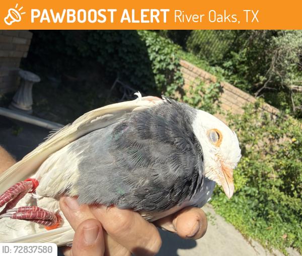 Found/Stray Unknown Bird last seen Yale and inspiration ln, River Oaks, TX 76114
