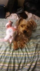 Lost Female Dog last seen Rosedale , Queens, NY 11422
