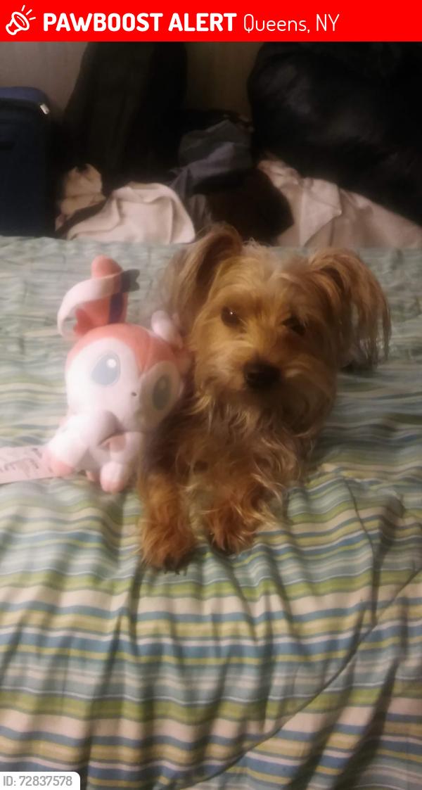 Lost Female Dog last seen Rosedale , Queens, NY 11422