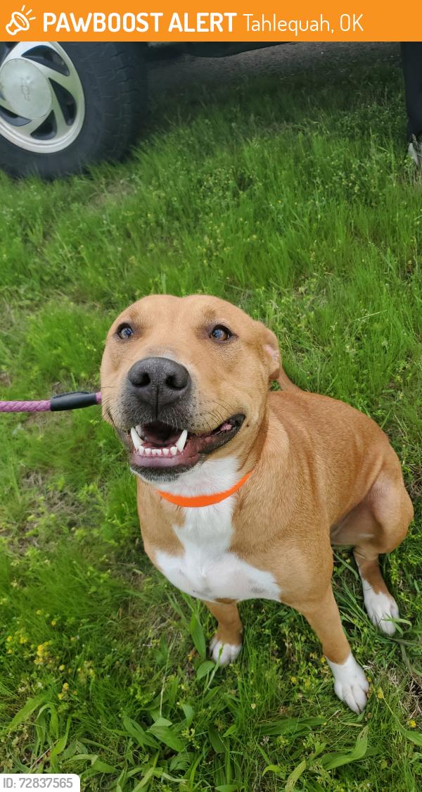 Found/Stray Female Dog last seen W 760 Rd and W Fox St, Tahlequah, OK 74464