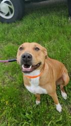 Found/Stray Female Dog last seen W 760 Rd and W Fox St, Tahlequah, OK 74464
