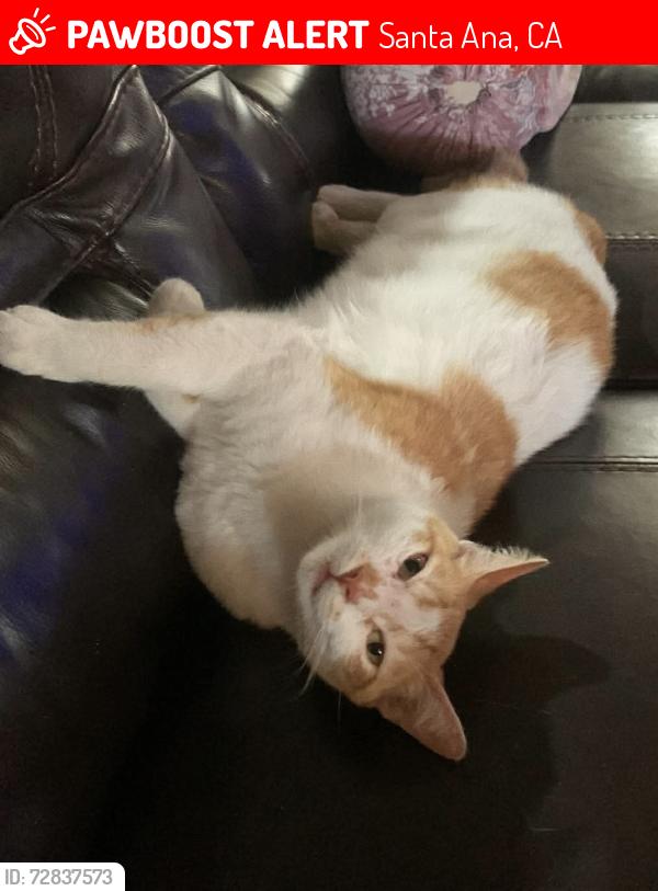 Lost Male Cat last seen Harbor and First, Santa Ana, CA 92703