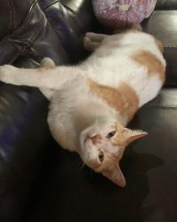Lost Male Cat last seen Harbor and First, Santa Ana, CA 92703
