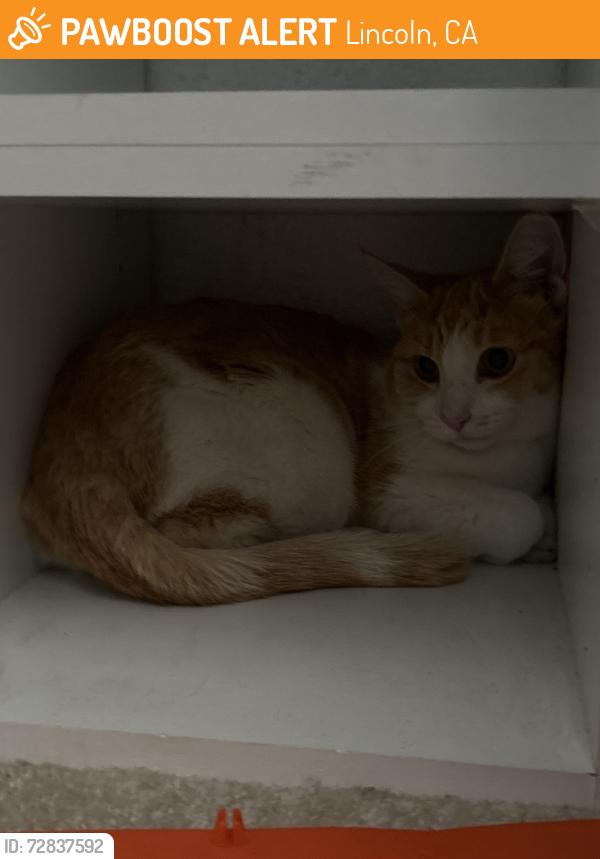 Found/Stray Male Cat last seen Near Thistle Way , Lincoln, CA 95648