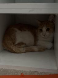 Found/Stray Male Cat last seen Near Thistle Way , Lincoln, CA 95648