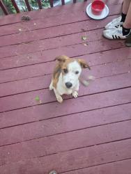 Found/Stray Male Dog last seen Robin Dr. Near Kroger timberlake , Lynchburg, VA 24502