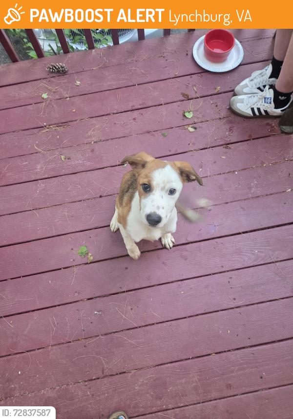 Found/Stray Male Dog last seen Robin Dr. Near Kroger timberlake , Lynchburg, VA 24502
