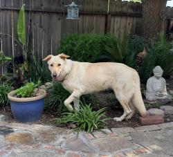 Found/Stray Female Dog last seen Maple & Shepherd, Fresno, CA 93720