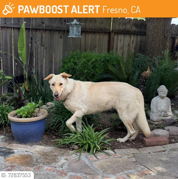 Found/Stray Female Dog last seen Maple & Shepherd, Fresno, CA 93720