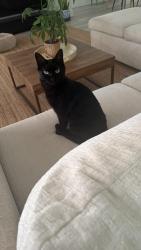Lost Female Cat last seen Master Link Ct/Kilgore Rd/ S Apopka Vineland Rd, Orlando, FL 32836