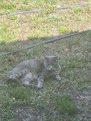 Reunited Male Cat last seen SW 109th Street and SW 110th Avenue Dunnellon 34432, Marion County, FL 34432