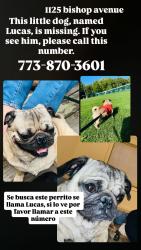 Lost Male Dog last seen The face is black and the body is light brown, Benton Harbor, MI 49022