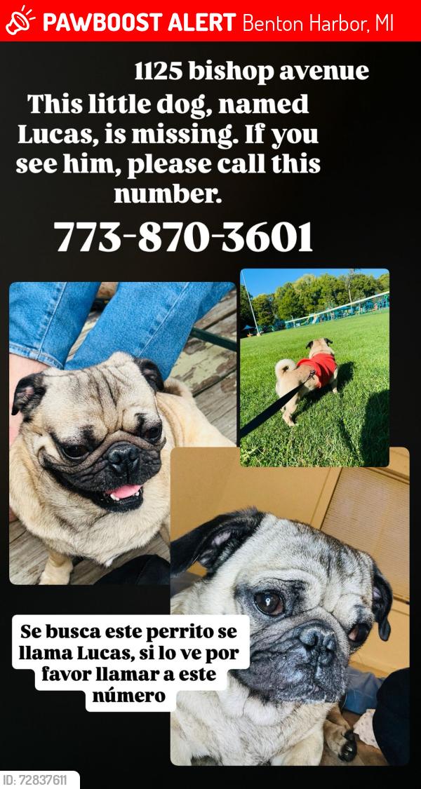 Lost Male Dog last seen The face is black and the body is light brown, Benton Harbor, MI 49022