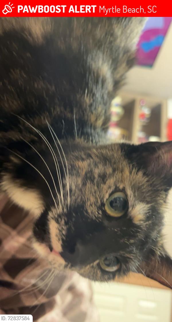 Lost Female Cat last seen Carolina forest area near Tanger outlets by north wild rose dr , Myrtle Beach, SC 29579