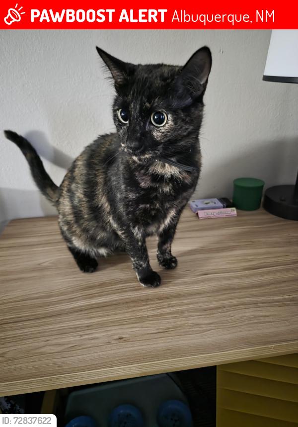 Lost Female Cat last seen Hotel circle days inn Albuquerque , Albuquerque, NM 87123