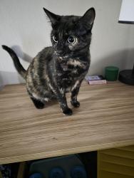 Lost Female Cat last seen Hotel circle days inn Albuquerque , Albuquerque, NM 87123