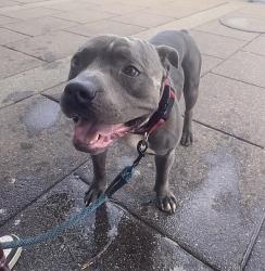 Lost Male Dog last seen Last near gordan parks high school, Saint Paul, MN 55104