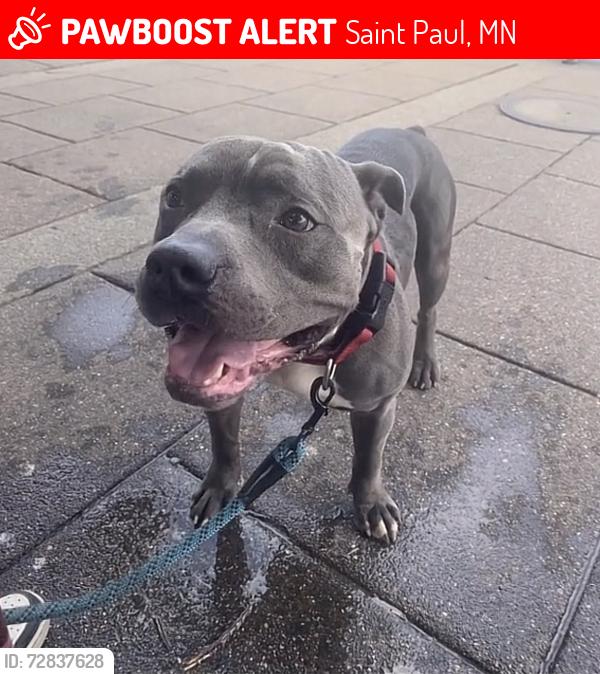 Lost Male Dog last seen Last near gordan parks high school, Saint Paul, MN 55104