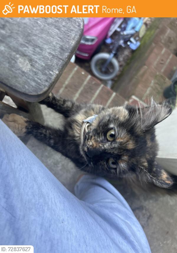 Found/Stray Unknown Cat last seen Callier springs golf course, Rome, GA 30161
