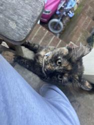 Found/Stray Unknown Cat last seen Callier springs golf course, Rome, GA 30161