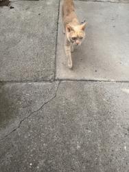 Found/Stray Female Cat last seen Merle/Roselle, Modesto, CA 95355