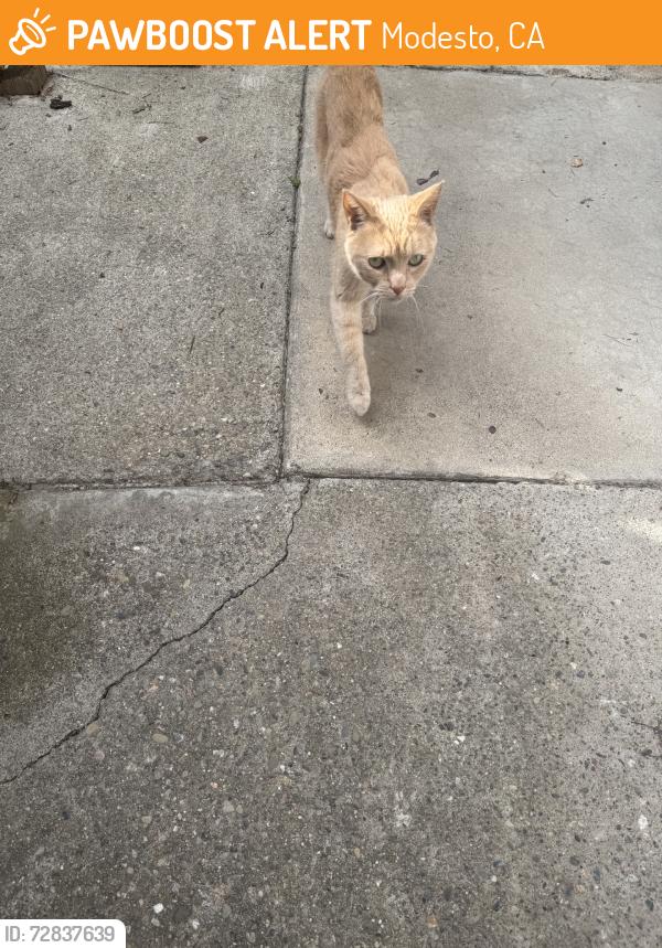 Found/Stray Female Cat last seen Merle/Roselle, Modesto, CA 95355