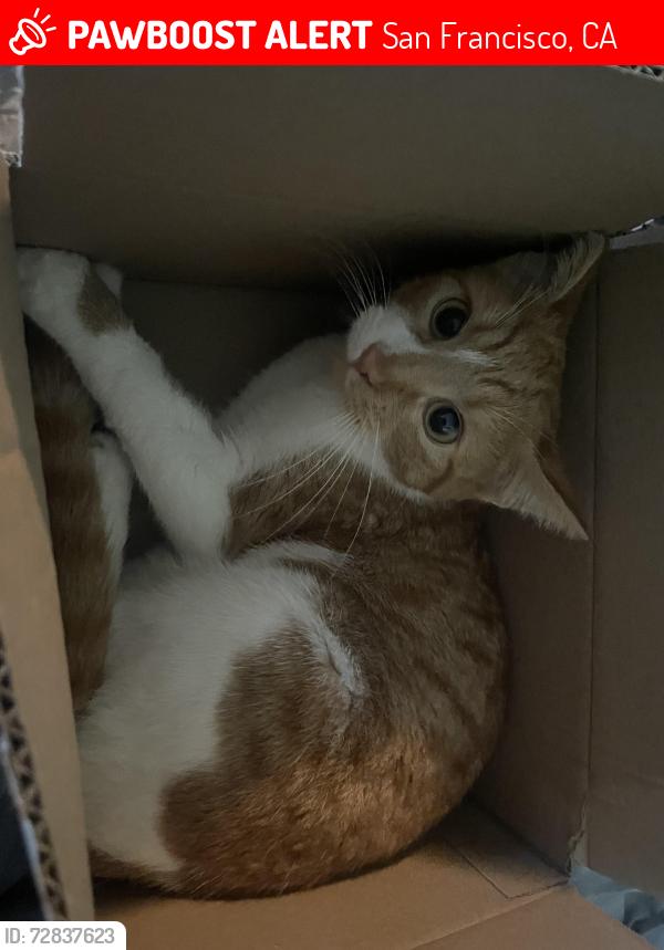 Lost Female Cat last seen mansell st, San Francisco, CA 94134