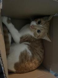 Lost Female Cat last seen mansell st, San Francisco, CA 94134