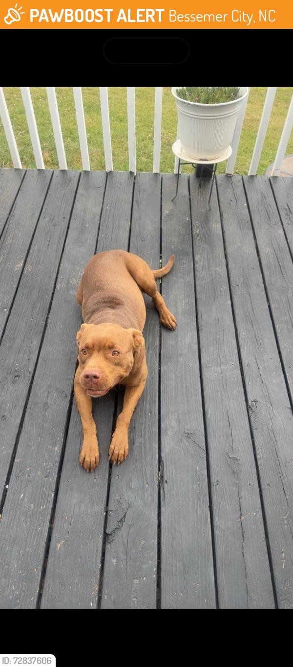 Found/Stray Female Dog last seen Ramseur Rd , Bessemer City, NC 28016