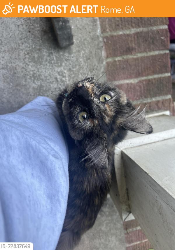 Found/Stray Unknown Cat last seen Callier springs golf course , Rome, GA 30161