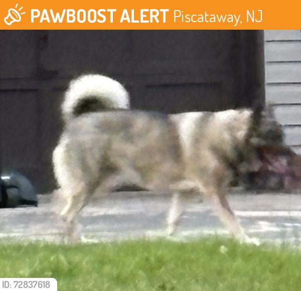 Found/Stray Unknown Dog last seen Near Crestwood St, Piscataway, NJ 08854, Piscataway, NJ 08854