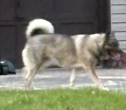 Found/Stray Unknown Dog last seen Near Crestwood St, Piscataway, NJ 08854, Piscataway, NJ 08854