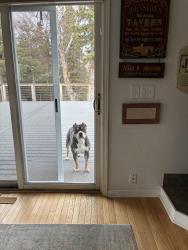 Found/Stray Male Dog last seen Near hideaway lake Dr, Anchorage, AK 99507