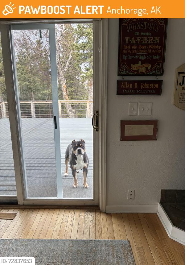 Found/Stray Male Dog last seen Near hideaway lake Dr, Anchorage, AK 99507