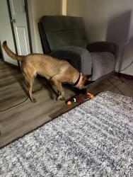 Found/Stray Female Dog last seen Milwaukee st Madison WI, Madison, WI 53714
