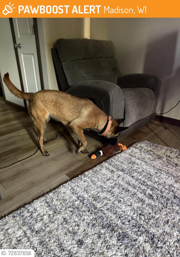 Found/Stray Female Dog last seen Milwaukee st Madison WI, Madison, WI 53714