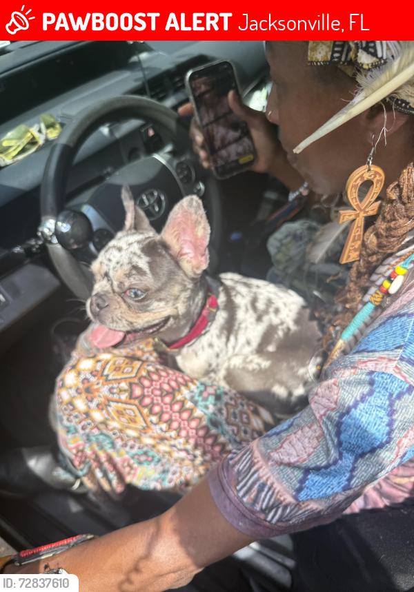 Lost Female Dog last seen Leaving Carrington plce towards white hrs rd E Sandalwood, Jacksonville going towards Circle K , Jacksonville, FL 32246