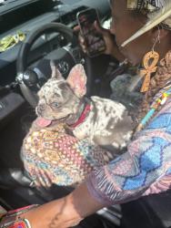 Lost Female Dog last seen Leaving Carrington plce towards white hrs rd E Sandalwood, Jacksonville going towards Circle K , Jacksonville, FL 32246