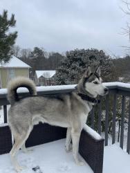 Lost Male Dog last seen Sycamore summit neighborhood , Buford, GA 30518