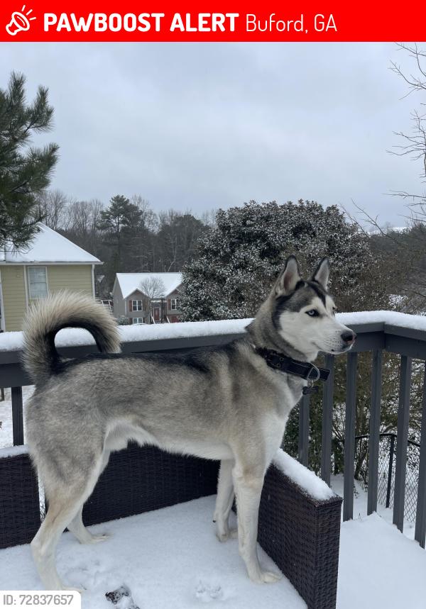 Lost Male Dog last seen Sycamore summit neighborhood , Buford, GA 30518