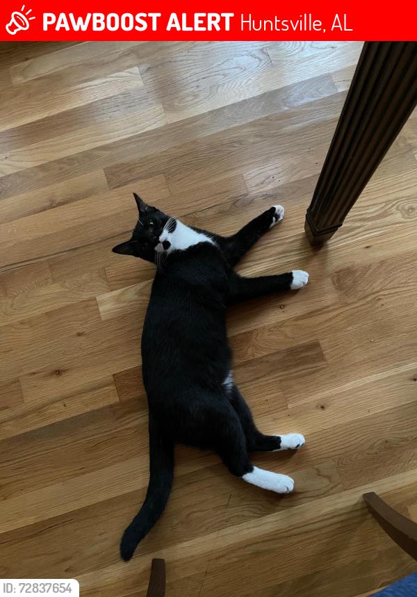 Lost Male Cat last seen Hampshire Drive, Huntsville, AL 35803