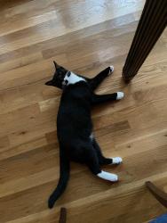 Lost Male Cat last seen Hampshire Drive, Huntsville, AL 35803