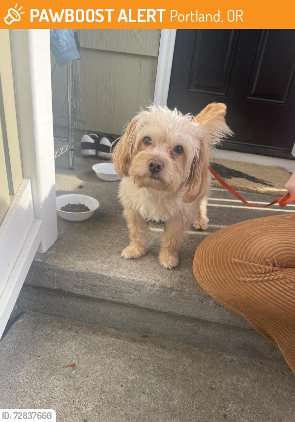 Found/Stray Male Dog last seen SW Vermont and 30th Ave Portland OR 97239, Portland, OR 97239