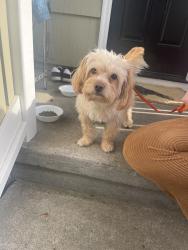 Found/Stray Male Dog last seen SW Vermont and 30th Ave Portland OR 97239, Portland, OR 97239