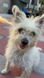 Lost Female Dog last seen Garden Grove, Weldon drive , Garden Grove, CA 92841