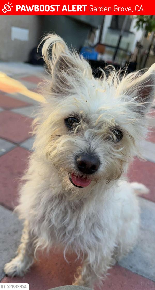 Lost Female Dog last seen Garden Grove, Weldon drive , Garden Grove, CA 92841