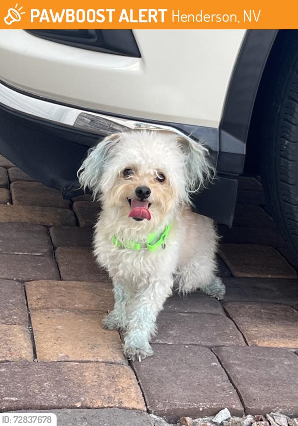 Found/Stray Male Dog last seen Sunset Rd Henderson Nv 89011, Henderson, NV 89015