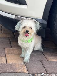 Found/Stray Male Dog last seen Sunset Rd Henderson Nv 89011, Henderson, NV 89015